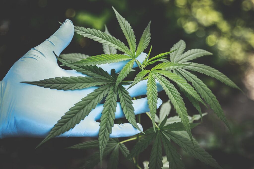 person-holding-green-canabis-2178565 A hand in gloves holds fresh cannabis leaves outdoors, highlighting natural growth.