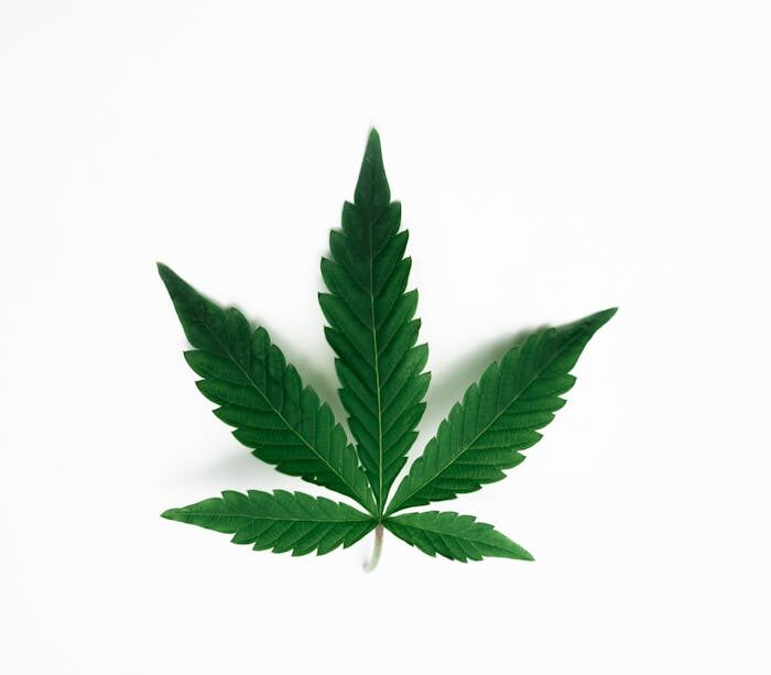 photo-of-cannabis-leaves-on-white-background-7667835 Minimalist cannabis leaf isolated on white background, symbolizing nature and wellness.