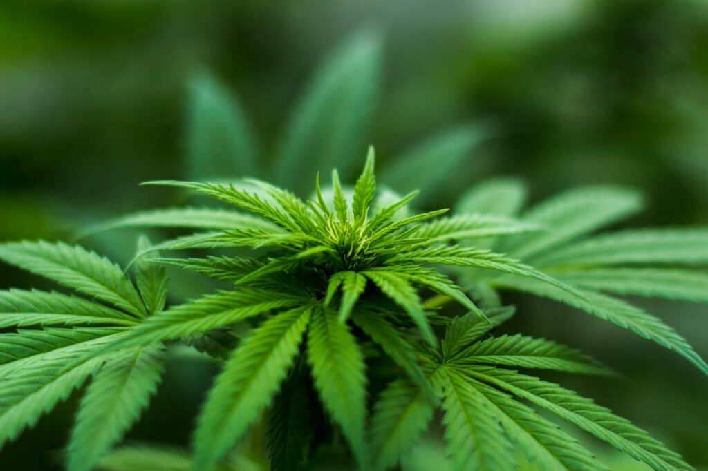 shallow-focus-photography-of-cannabis-plant-606506 Vibrant close-up of a cannabis plant showcasing lush green leaves and natural growth outdoors.
