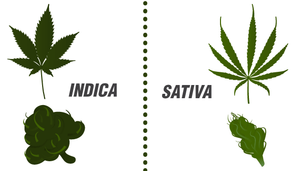Indica_Sativa indica vs sativa wiet